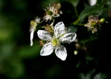 Rubus occidentalis flower