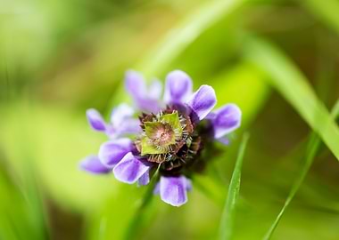 Prunella vulgaris flower