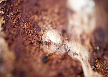 Wood macro trippy abstract
