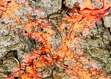 Wooden macro trippy prints