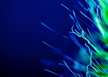 Amazing flower fine art