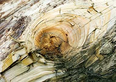 Wooden macro trippy prints