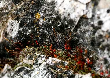 Lichens on rock fine print