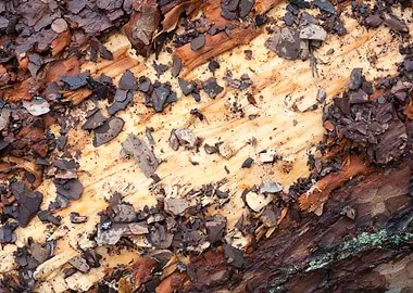 Wood macro trippy abstract