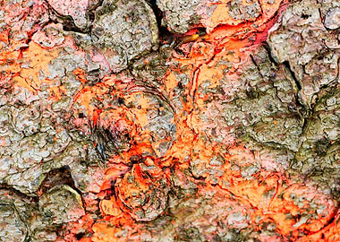 Wooden macro trippy prints