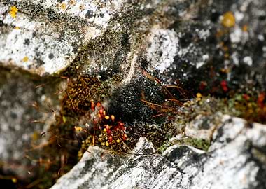 Lichens on rock fine print
