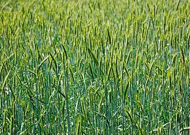 Green small leafs macro