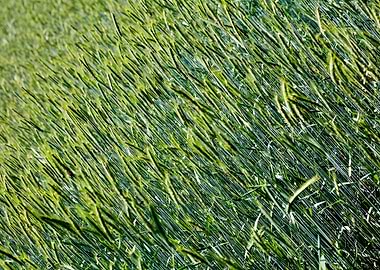 Green agricultural field
