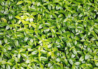 Green small leafs macro