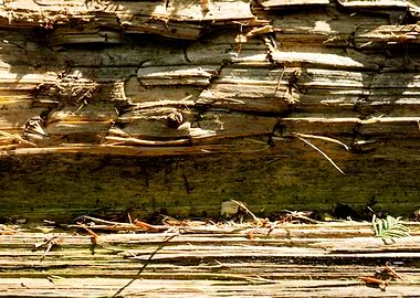 Wooden macro trippy prints