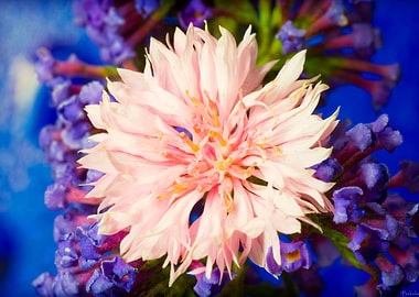 Amazing flower fine art