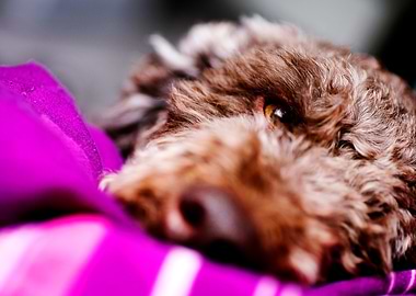 Lagotto Romagnolo Nose