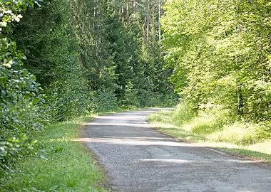 Wild Forest Background