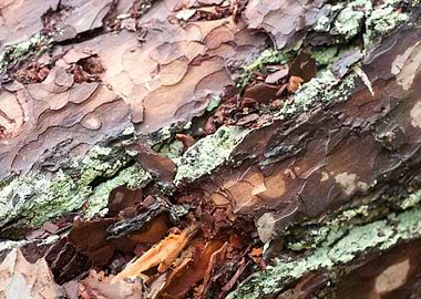 Wood macro trippy abstract