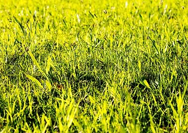 Green leafs macro fine art