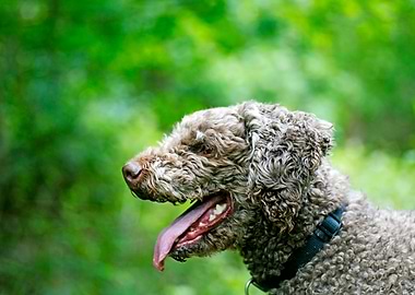 Lagotto Romagnolo portrait