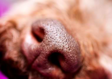 Lagotto Romagnolo Nose