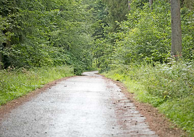 Wild Forest Background