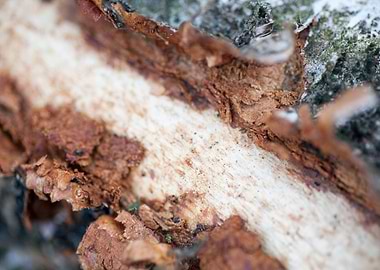 Wood macro trippy abstract