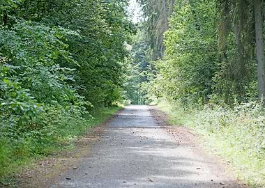 Wild Forest Background