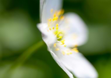 Anemone macro background