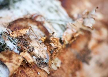 Wood macro trippy abstract