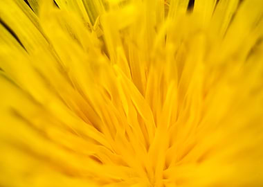 Taraxacum wild flower
