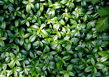 Green small leafs macro