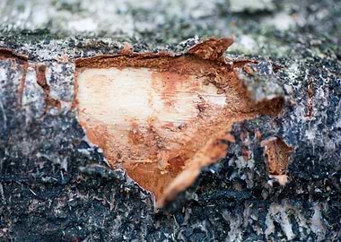 Wood macro trippy abstract