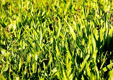 Green leafs macro fine art