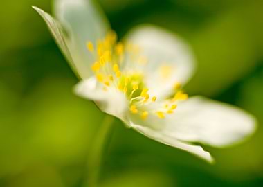 Amazing flower fine art