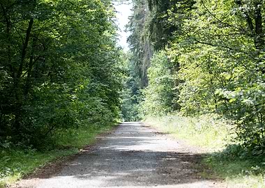 Wild Forest Background