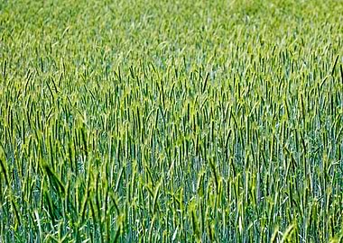 Green agricultural field