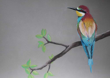 Bee eater