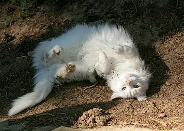White cat portrait prints
