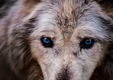 Wolves Eyes in a Profile