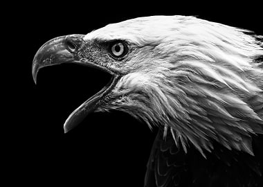 angry eagle head