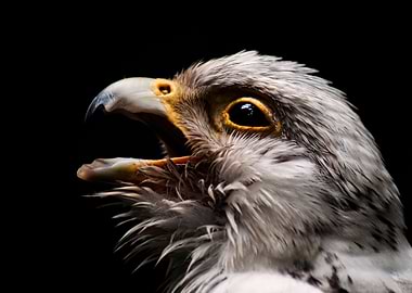 Side Profile of a Falcon