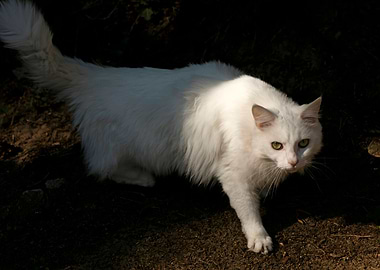 White cat portrait prints