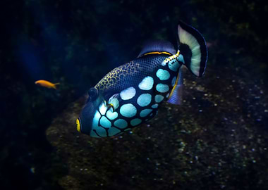 Clown Triggerfish