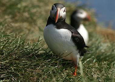 Iceland Puffins couple