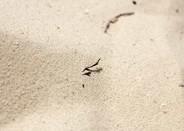 Sea sand macro fine prints