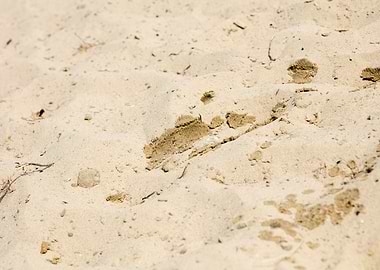 Sea sand macro fine prints