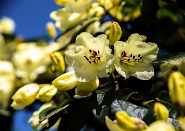 Yellow azalea flowers