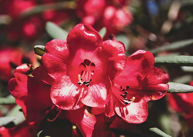 Red Azalea flowers