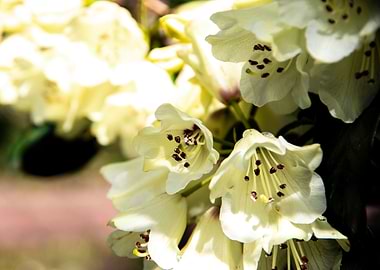 Yellow azalea flowers