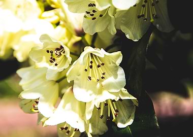 Yellow azalea flowers