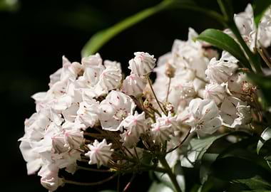 Mountain Laurel