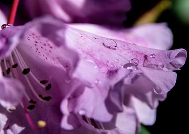 Dew on azalea flowers