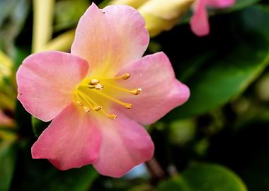 Rhododendron pink flower